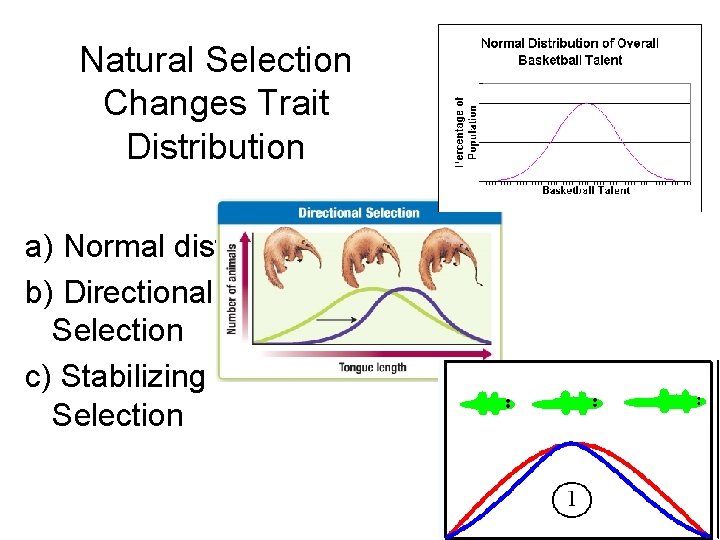 Natural Selection Changes Trait Distribution a) Normal distribution b) Directional Selection c) Stabilizing Selection