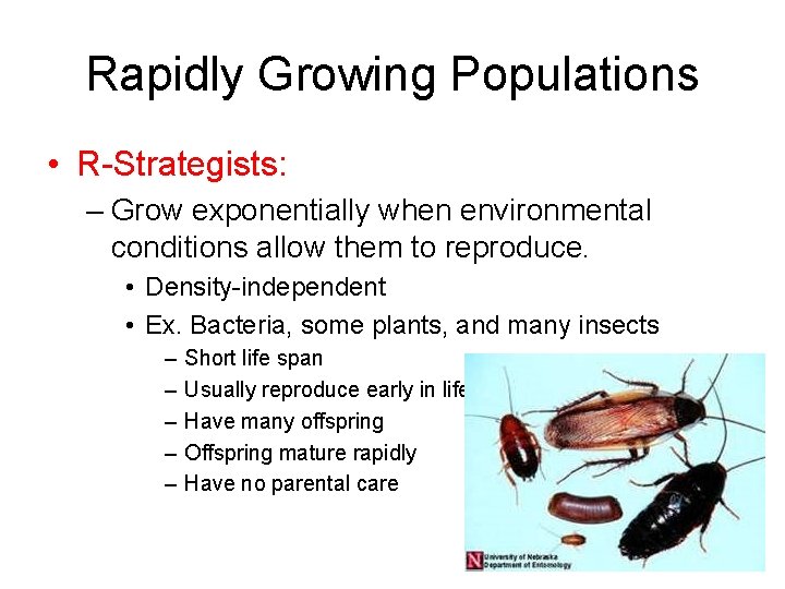 Rapidly Growing Populations • R-Strategists: – Grow exponentially when environmental conditions allow them to