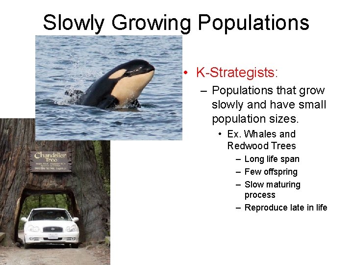 Slowly Growing Populations • K-Strategists: – Populations that grow slowly and have small population