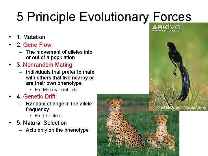 5 Principle Evolutionary Forces • 1. Mutation • 2. Gene Flow: – The movement