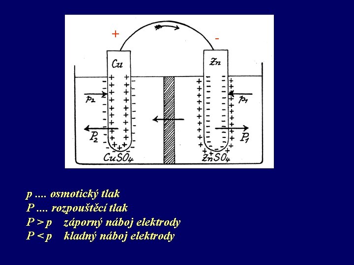 + p. . osmotický tlak P. . rozpouštěcí tlak P > p záporný náboj