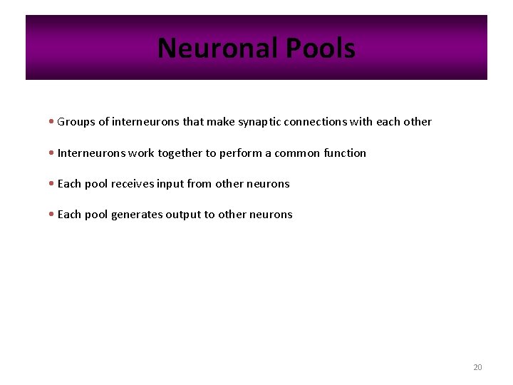 Neuronal Pools • Groups of interneurons that make synaptic connections with each other •