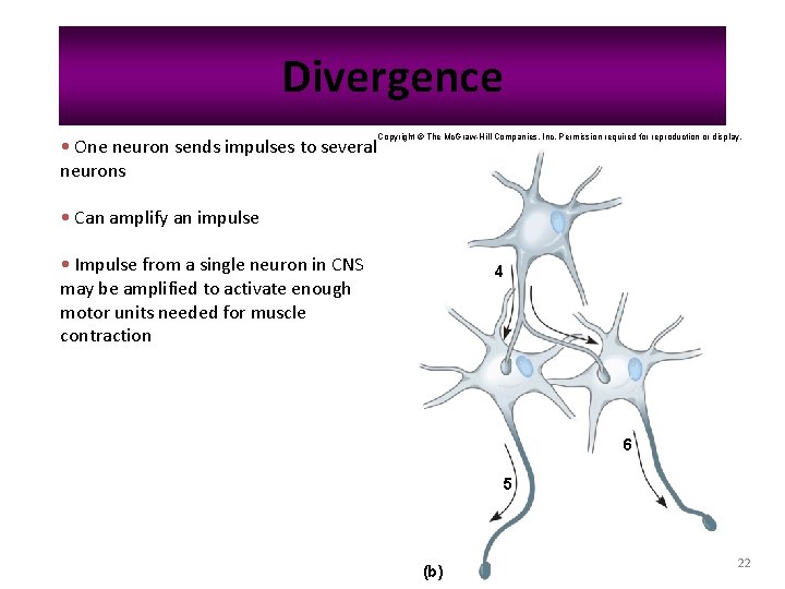Divergence • One neuron sends impulses to several neurons Copyright © The Mc. Graw-Hill