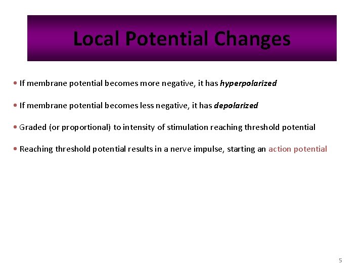 Local Potential Changes • If membrane potential becomes more negative, it has hyperpolarized •