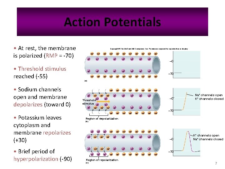 Action Potentials • At rest, the membrane is polarized (RMP = -70) • Threshold