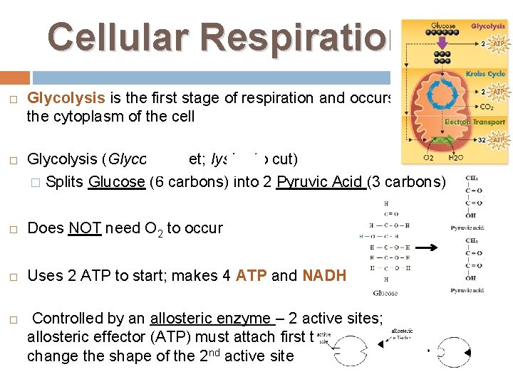 Cellular Respiration Glycolysis is the first stage of respiration and occurs in the cytoplasm