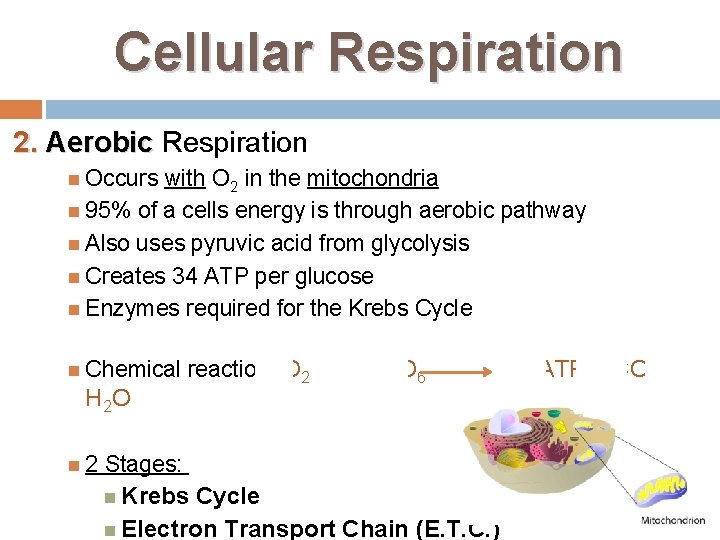 Cellular Respiration 2. Aerobic Respiration Occurs with O 2 in the mitochondria 95% of