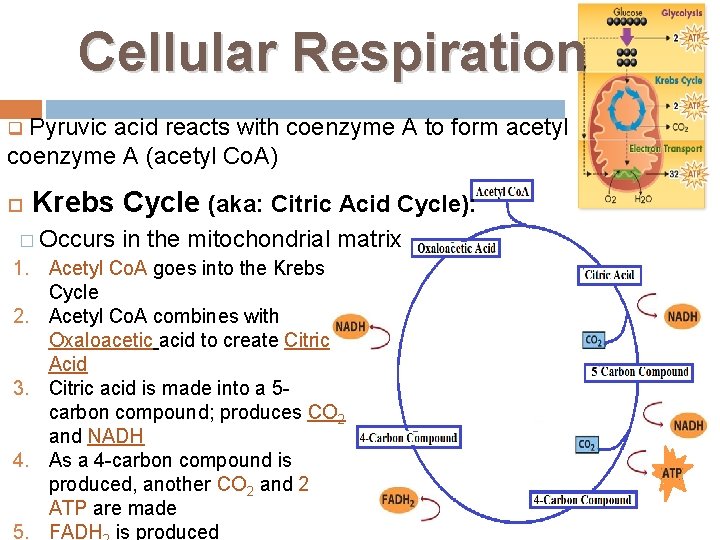 Cellular Respiration q Pyruvic acid reacts with coenzyme A to form acetyl coenzyme A