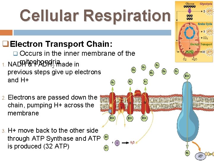 Cellular Respiration q. Electron Transport Chain: q Occurs 1. in the inner membrane of
