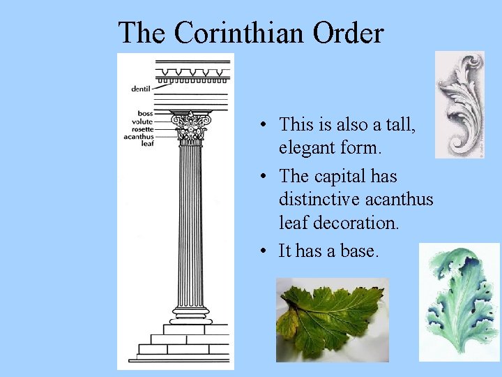 The Corinthian Order • This is also a tall, elegant form. • The capital