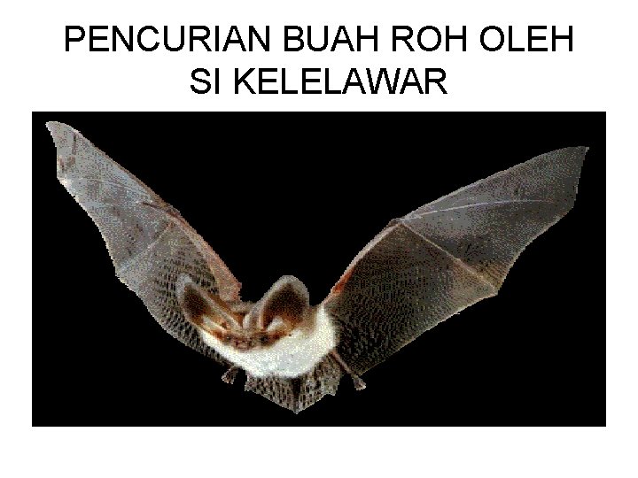 PENCURIAN BUAH ROH OLEH SI KELELAWAR 