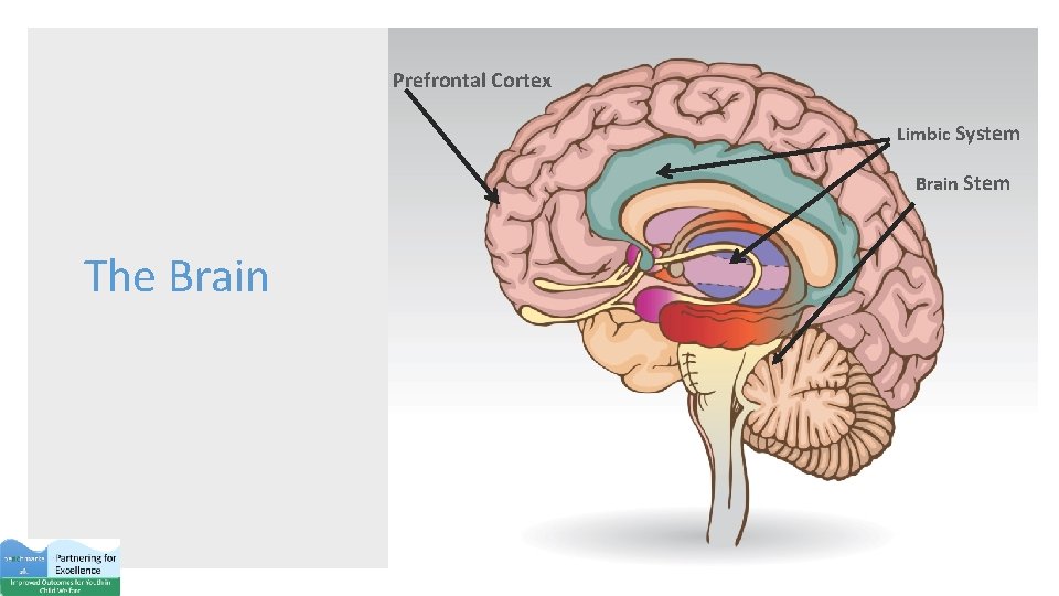 Prefrontal Cortex Limbic System Brain Stem The Brain Stem 