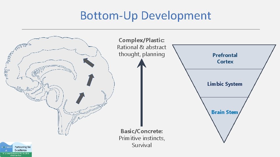 Bottom-Up Development Complex/Plastic: Rational & abstract thought, planning Prefrontal Cortex Limbic System Brain Stem