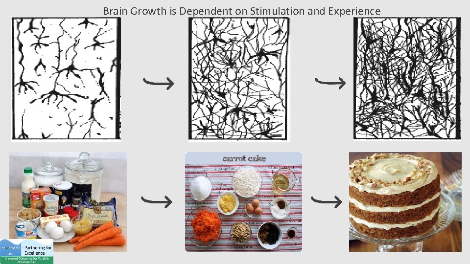 Brain Growth is Dependent on Stimulation and Experience 