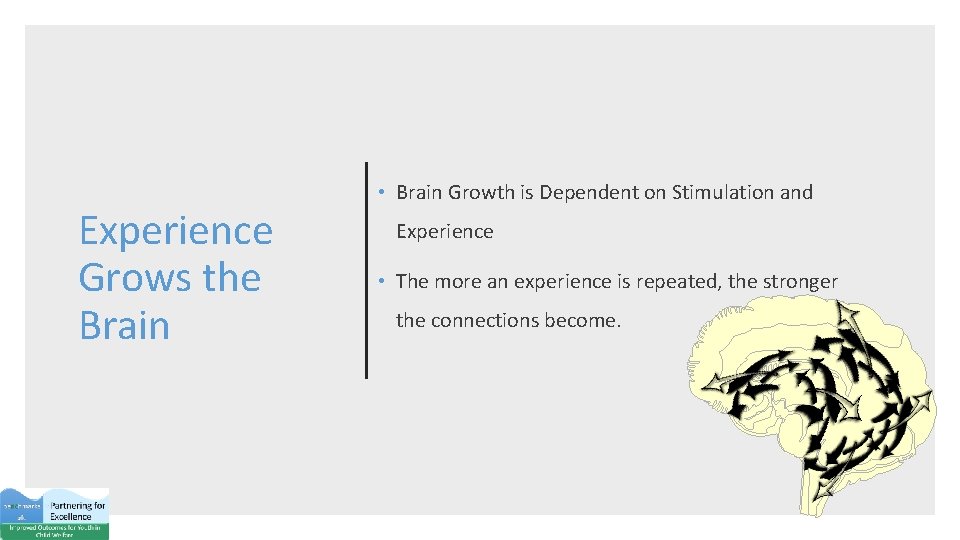 Experience Grows the Brain • Brain Growth is Dependent on Stimulation and Experience •