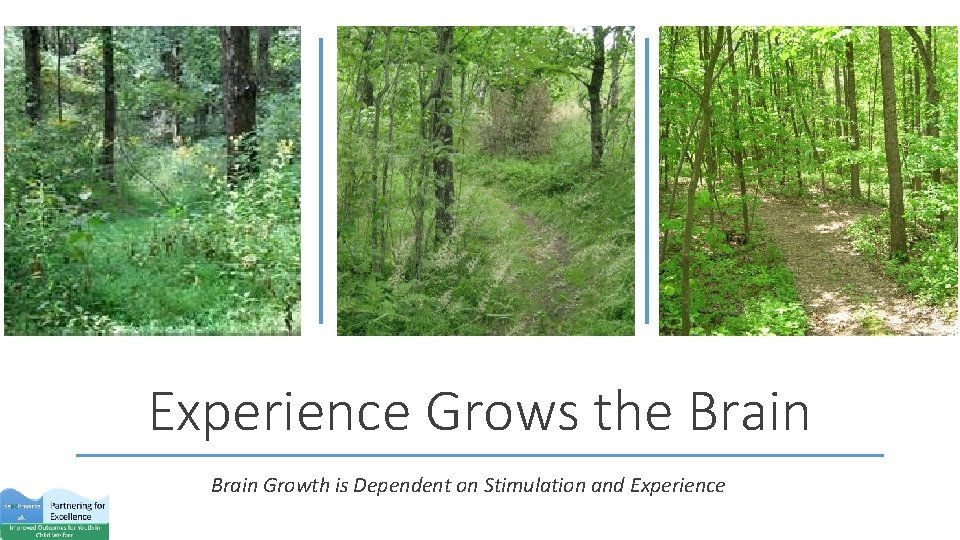 Experience Grows the Brain Growth is Dependent on Stimulation and Experience 