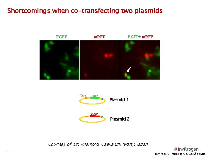 Shortcomings when co-transfecting two plasmids EGFP m. RFP PCAG EGFP m. RFP Plasmid 1