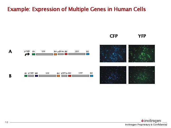 Example: Expression of Multiple Genes in Human Cells CFP A B 12 p. CMV