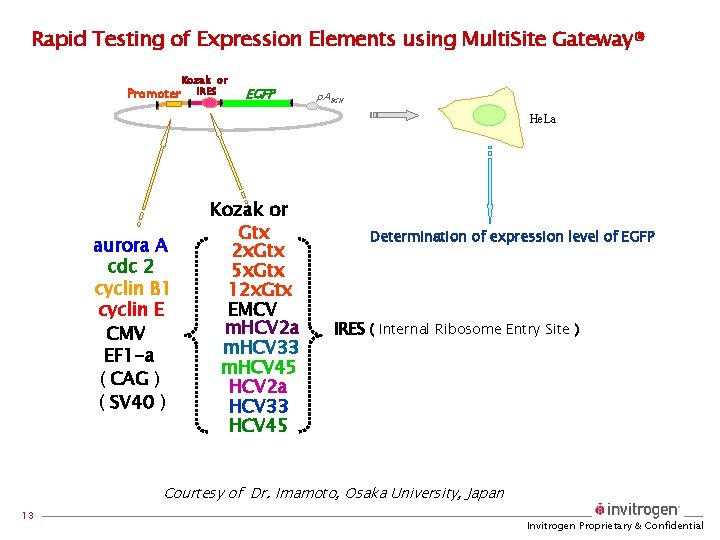 Rapid Testing of Expression Elements using Multi. Site Gateway® Kozak or Promoter IRES EGFP