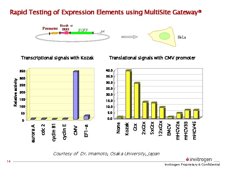 Rapid Testing of Expression Elements using Multi. Site Gateway® Promoter Kozak or IRES EGFP