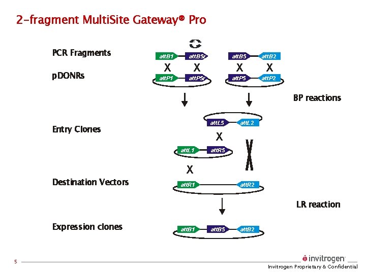 2 -fragment Multi. Site Gateway® Pro PCR Fragments p. DONRs att. B 1 att.