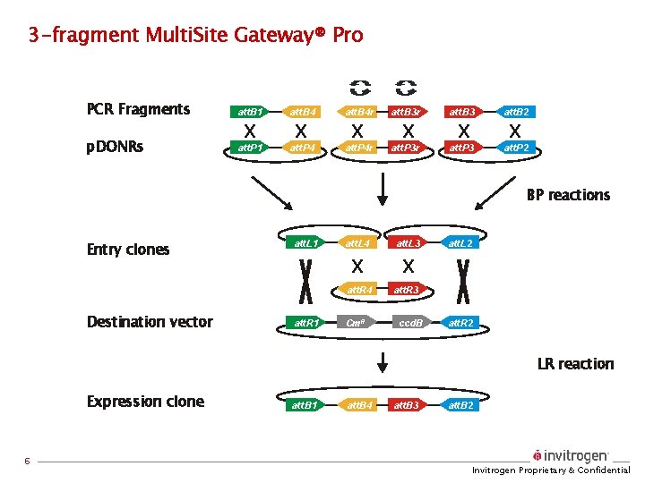 3 -fragment Multi. Site Gateway® Pro PCR Fragments p. DONRs att. B 1 att.