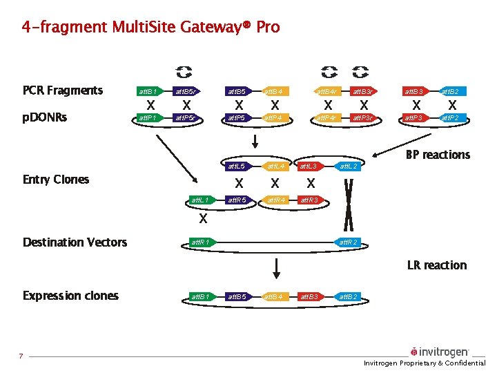 4 -fragment Multi. Site Gateway® Pro PCR Fragments att. B 1 p. DONRs att.