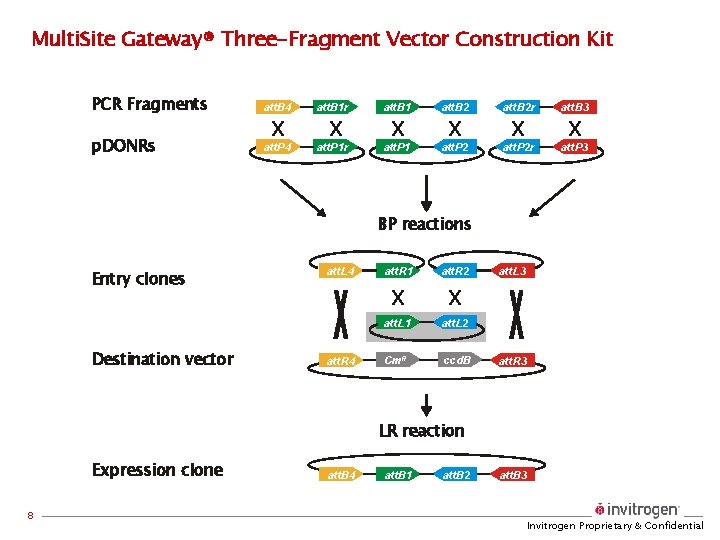 Multi. Site Gateway® Three-Fragment Vector Construction Kit PCR Fragments p. DONRs att. B 4