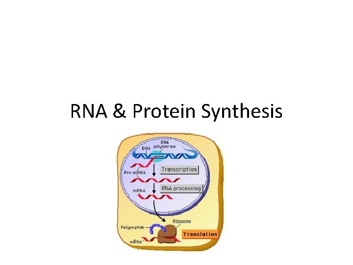 RNA & Protein Synthesis 
