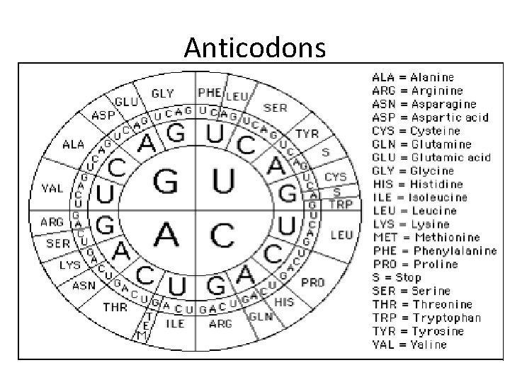 Anticodons 