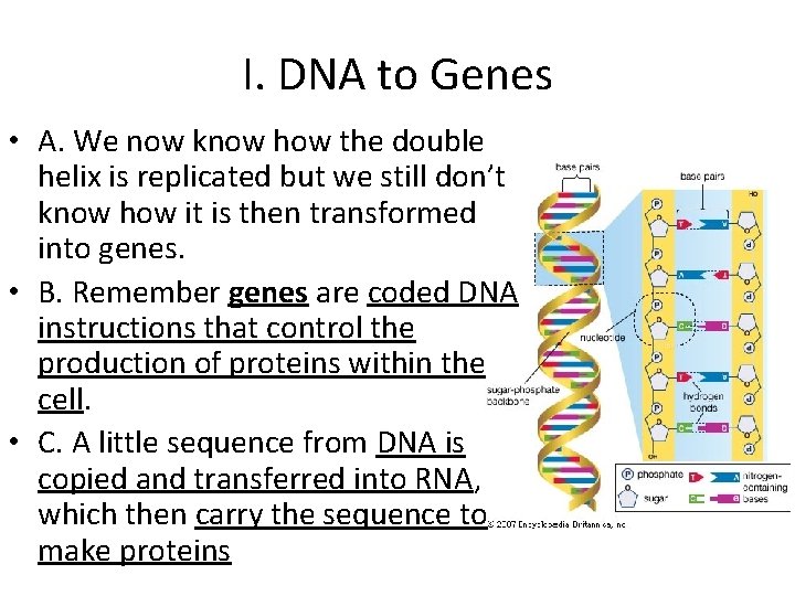 I. DNA to Genes • A. We now know how the double helix is