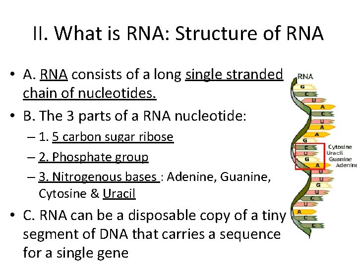 II. What is RNA: Structure of RNA • A. RNA consists of a long