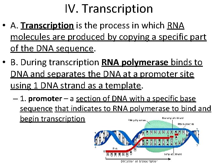 IV. Transcription • A. Transcription is the process in which RNA molecules are produced IV. Transcription • A. Transcription is the process in which RNA molecules are produced