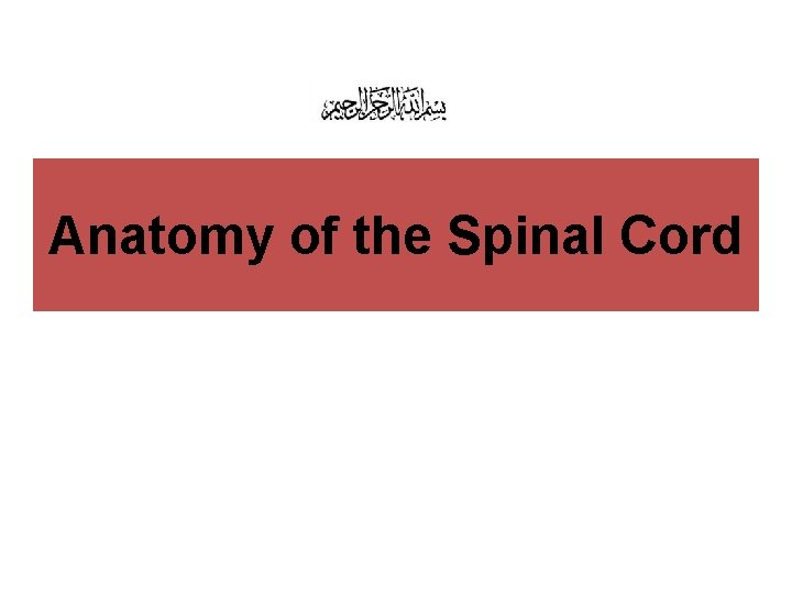 Anatomy of the Spinal Cord 