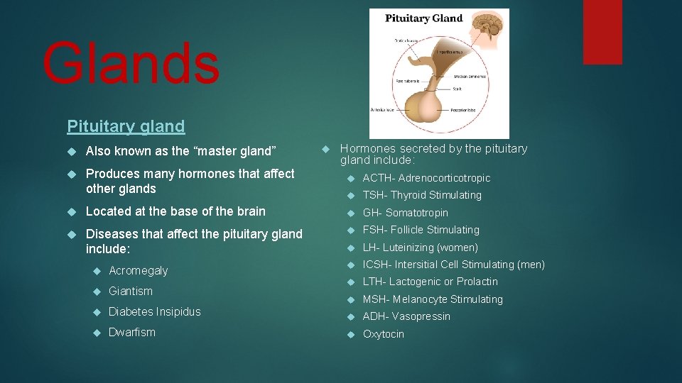 Glands Pituitary gland Also known as the “master gland” Produces many hormones that affect