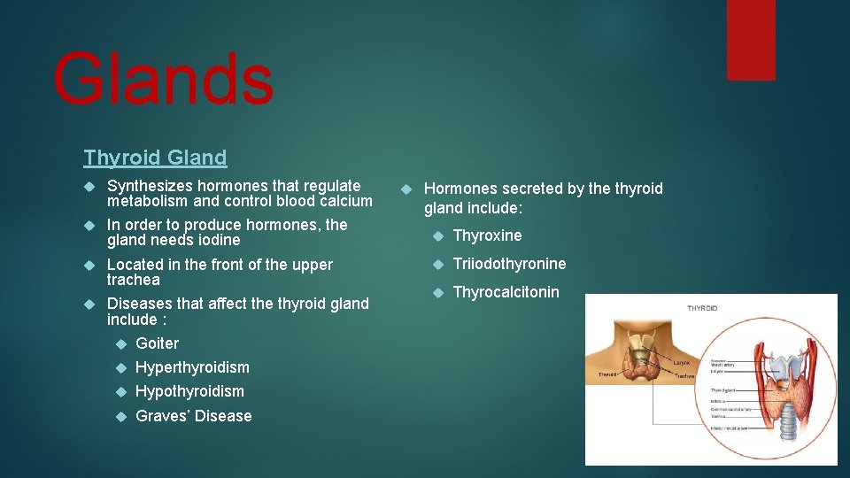 Glands Thyroid Gland Synthesizes hormones that regulate metabolism and control blood calcium In order