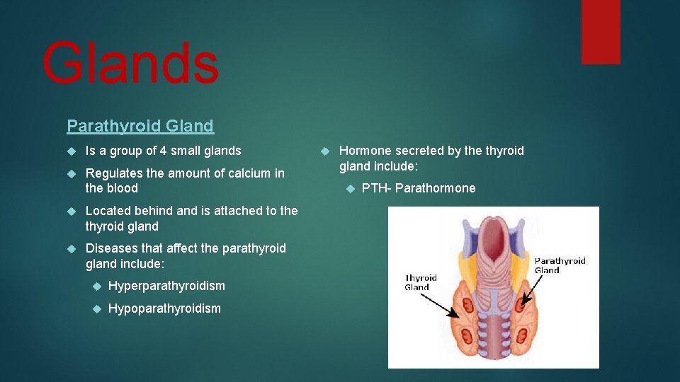 Glands Parathyroid Gland Is a group of 4 small glands Regulates the amount of