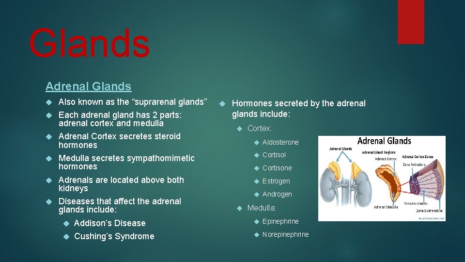 Glands Adrenal Glands Also known as the “suprarenal glands” Each adrenal gland has 2