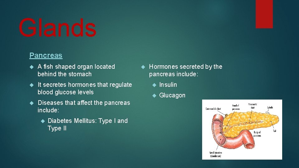 Glands Pancreas A fish shaped organ located behind the stomach It secretes hormones that