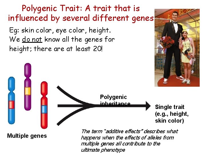 Polygenic Trait: A trait that is influenced by several different genes Eg: skin color,