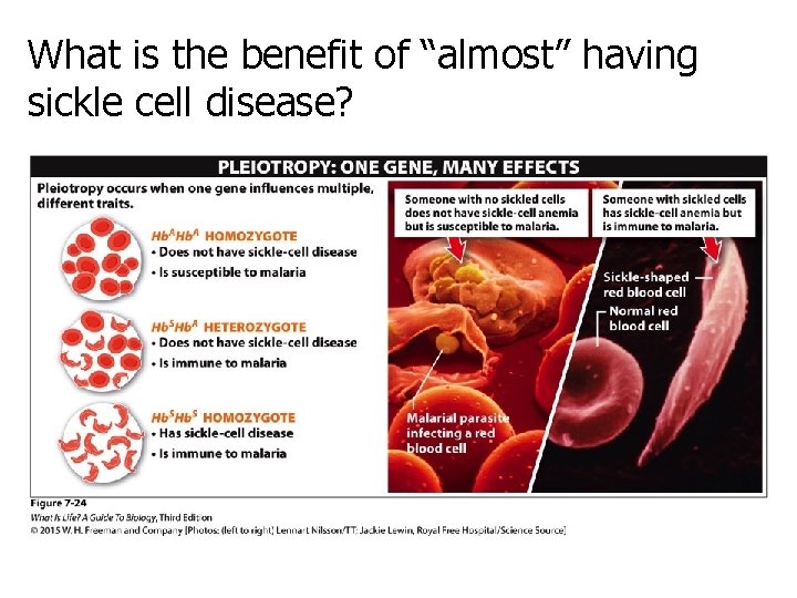 What is the benefit of “almost” having sickle cell disease? 