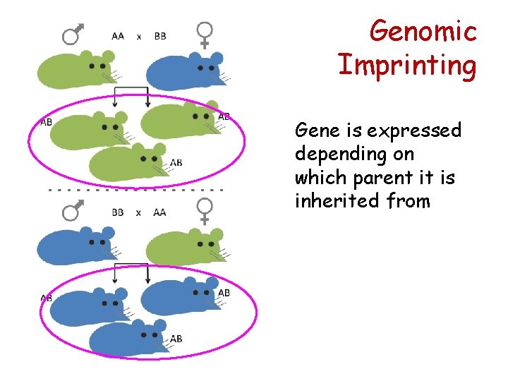 Genomic Imprinting Gene is expressed depending on which parent it is inherited from 