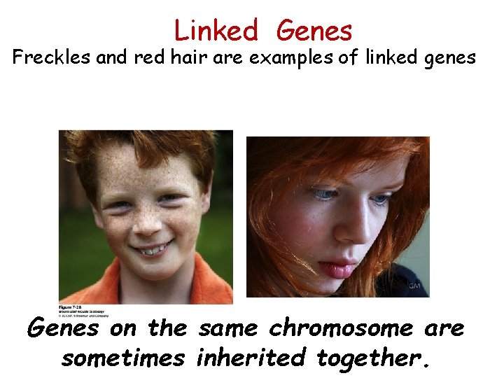 Linked Genes Freckles and red hair are examples of linked genes Genes on the