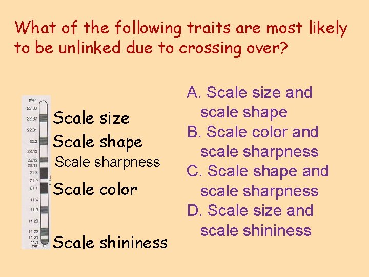 What of the following traits are most likely to be unlinked due to crossing