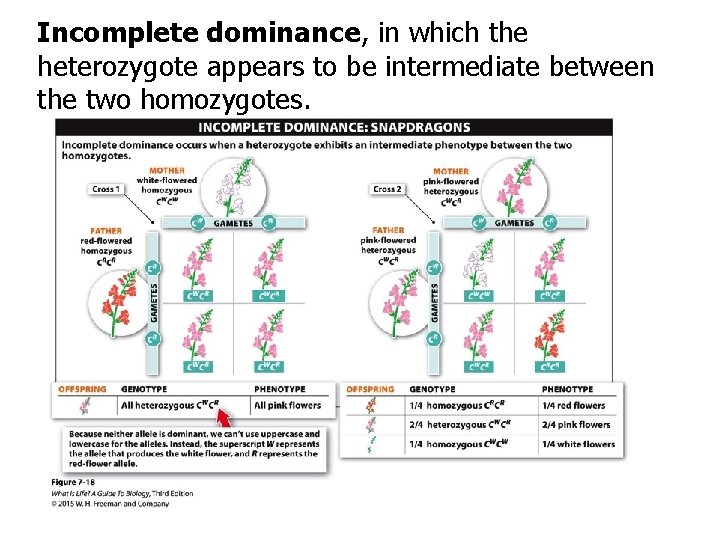 Incomplete dominance, in which the heterozygote appears to be intermediate between the two homozygotes.