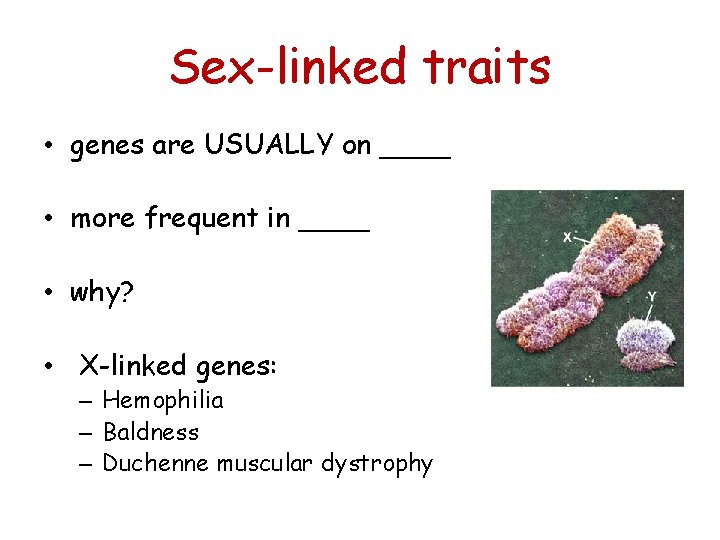 Sex-linked traits • genes are USUALLY on ____ • more frequent in ____ •
