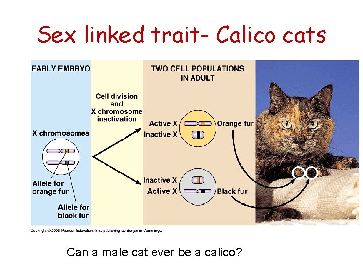 Sex linked trait- Calico cats Can a male cat ever be a calico? 