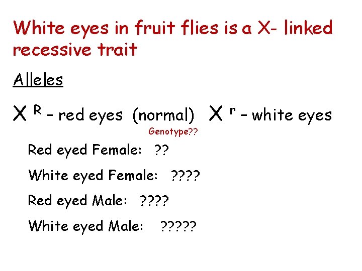 White eyes in fruit flies is a X- linked recessive trait Alleles X R