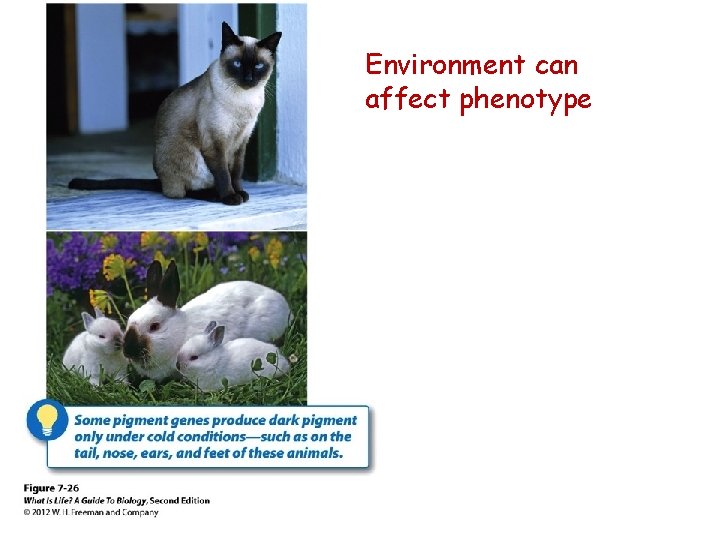 Environment can affect phenotype 