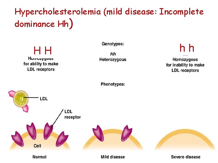 Hypercholesterolemia (mild disease: Incomplete dominance Hh) HH hh 
